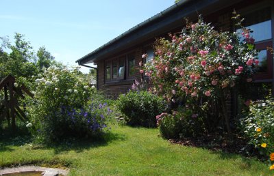 Our frontgarden with Rosa Bonica and Mme. Plantier
