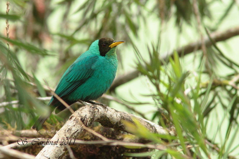Costa-Rica 02 Green Honetcreeper 01a.JPG