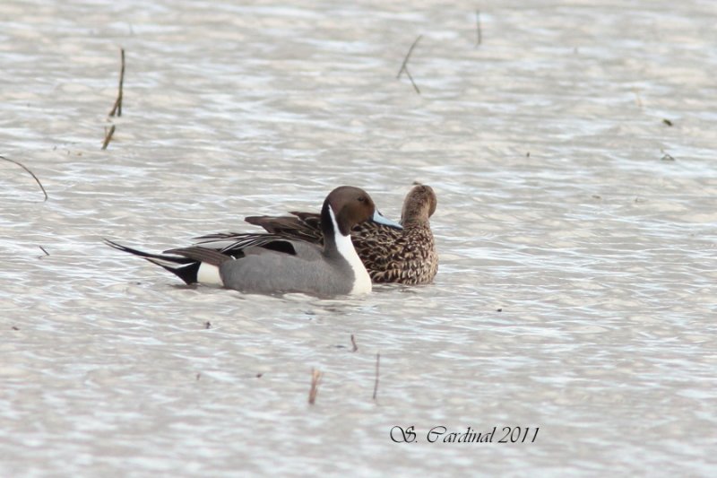 Canard Pilet 02 a.JPG