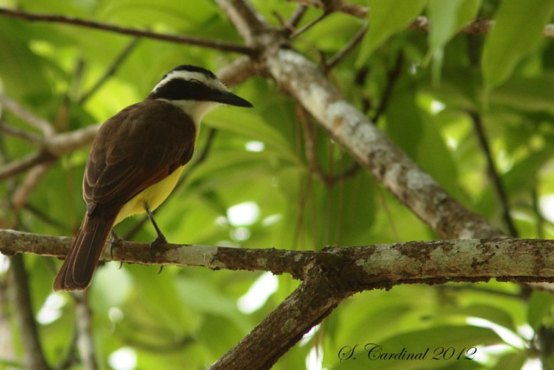 Panama 2012 Great Kiskadee 01 a.JPG