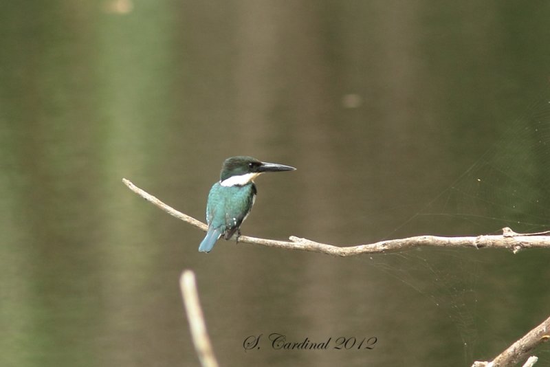 Panama 2012 Green Kingfisher 04 a.JPG