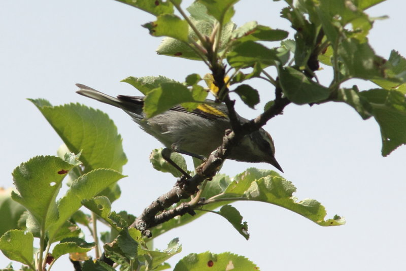 2012 Paruline  ailes dor 01.JPG a.JPG