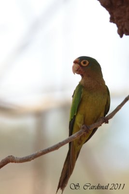 COSTA RICA Orange-fronted Parakeet 01 a.JPG