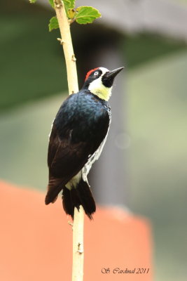 Costa-Rica 02 Acorn Woodpecker 01a.JPG