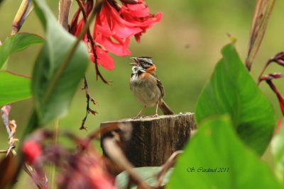 Costa-Rica 02 Rufous-collared Sparrow 01a.JPG