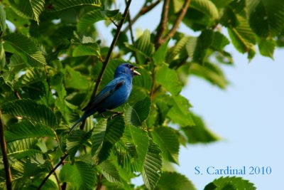 Passerin Indigo 02 a.JPG