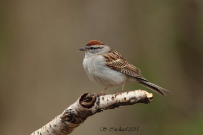 Pele Bruant familier 01 a.JPG