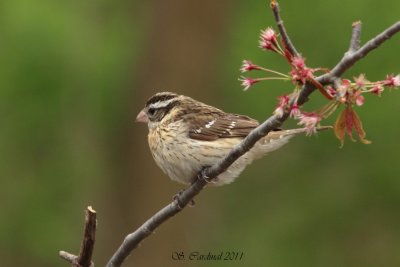 Pele Cardinal  poitrine rose F 01 a.JPG