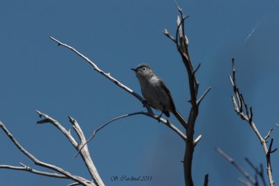 Pele Gobemoucheron gris-bleu 01 a.JPG