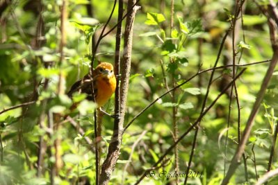 Pele Oriole de Baltimore 01 F a.JPG