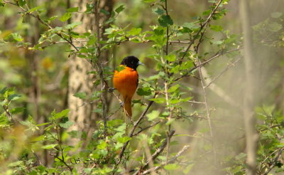 Pele Oriole de Baltimore 02 a.JPG