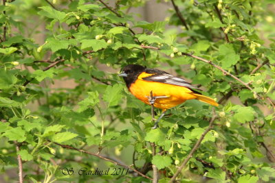 Pele Oriole de Baltimore 04 a.JPG