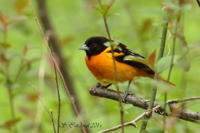 Pele Oriole de Baltimore 07 a.JPG