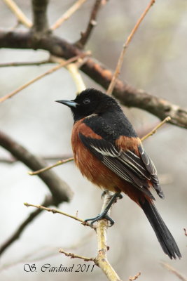 Pelée Oriole des verger 02 a.JPG