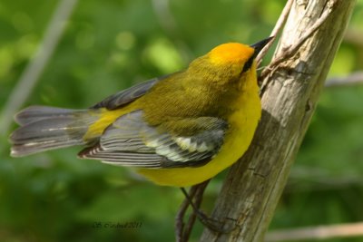 Pelée Paruline à ailes bleues 01 a.JPG