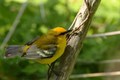Pelée Paruline à ailes bleues 02 a.JPG