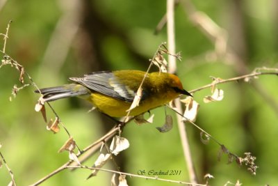 Pelée Paruline à ailes bleues 03 a.JPG