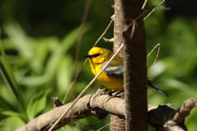 Pelée Paruline à ailes bleues 04 a.JPG