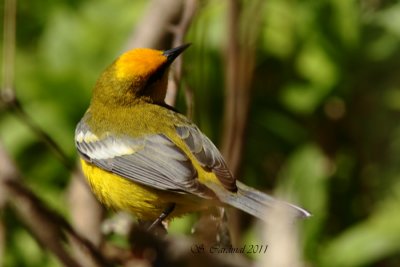 Pelée Paruline à ailes bleues 05 a.JPG