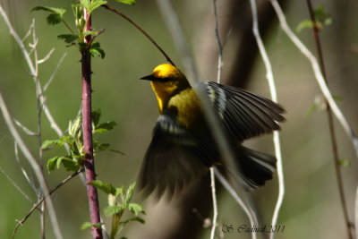 Pelée Paruline à ailes bleues 06 a.JPG