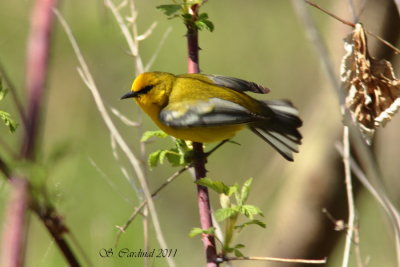 Pelée Paruline à ailes bleues 07 a.JPG