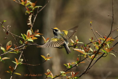 Pelée Paruline à ailes dorées 01 a.JPG