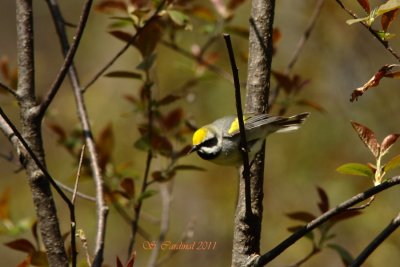 Pelée Paruline à ailes dorées 02 a.JPG