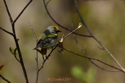 Pelée Paruline à ailes dorées 03 a.JPG