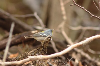 Pelée Paruline à collier 01 a.JPG