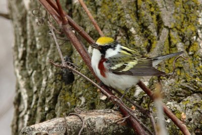 Pelée Paruline à flancs marron 04 a.JPG
