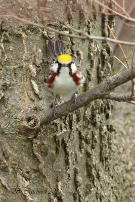 Pelée Paruline à flancs marron 05 a.JPG