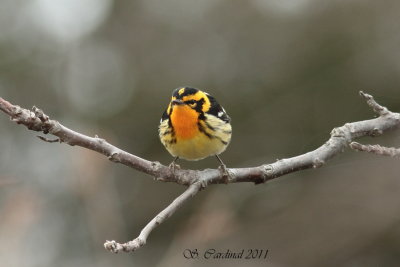 Pelée Paruline à gorge orangée 01 a.JPG