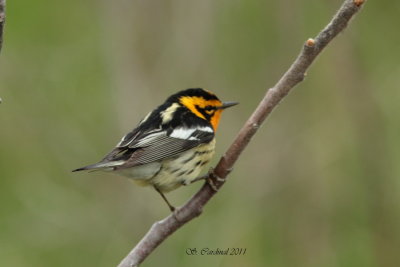 Pelée Paruline à gorge orangée 03 a.JPG