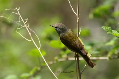 Pelée Paruline à joues grises 01 a.JPG
