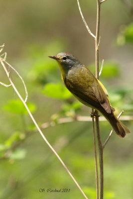 Pelée Paruline à joues grises 02 a.JPG