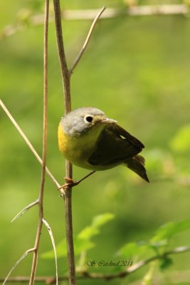 Pelée Paruline à joues grises 03 a.JPG
