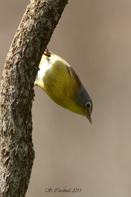 Pelée Paruline à joues grises 04 a.JPG