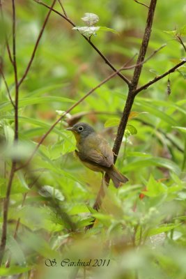 Pelée Paruline à joues grises 05 a.JPG