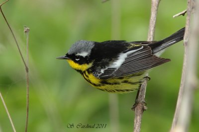 Pelée Paruline à tête cendrée 01 a.JPG