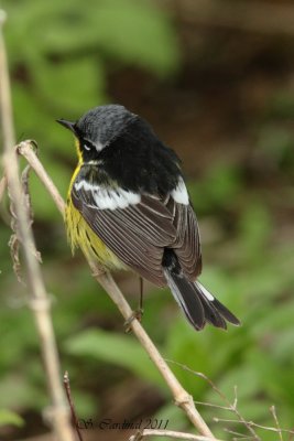 Pelée Paruline à tête cendrée 03 a.JPG