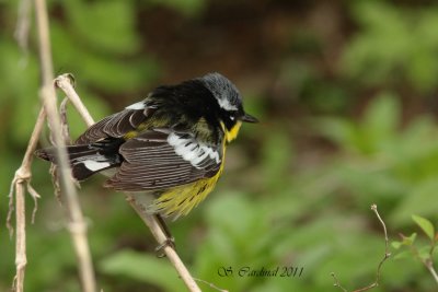 Pelée Paruline à tête cendrée 04 a.JPG