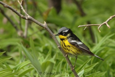 Pelée Paruline à tête cendrée 05 a.JPG