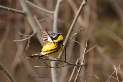 Pelée Paruline à tête cendrée 06 a.JPG