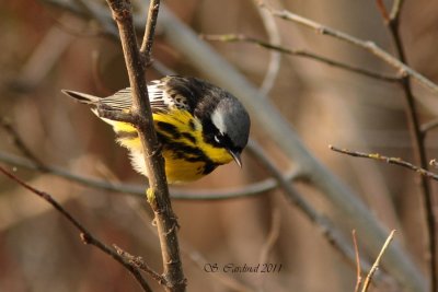 Pelée Paruline à tête cendrée 07 a.JPG