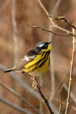 Pelée Paruline à tête cendrée 08 a.JPG