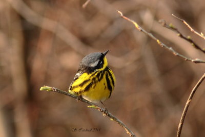 Pelée Paruline à tête cendrée 10 a.JPG