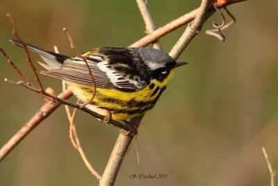 Pelée Paruline à tête cendrée 12 a.JPG