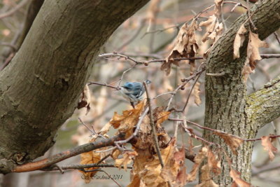 Pelée Paruline azurée 02 a.JPG