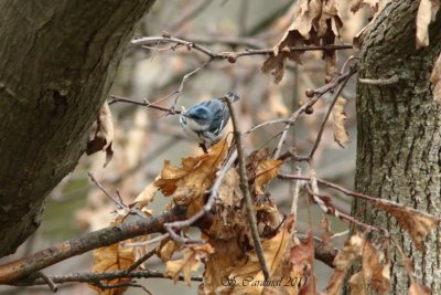 Pelée Paruline azurée 03 a.JPG