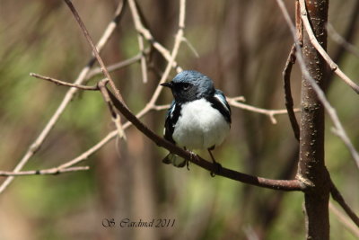 Pelée Paruline bleu 01 a.JPG